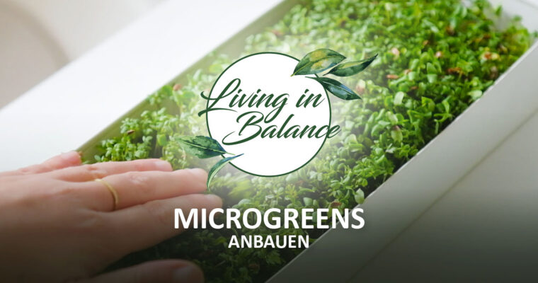 Microgreens auf Hanfmatten anbauen | schnell, einfach, gesund